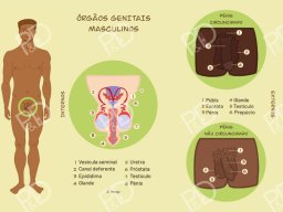 kit-album-pedagogico-pdfactor-prancha-02-orgaos-sexuais-masculinos-800x566